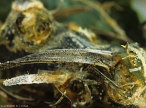 Restants de pétioles ratatinés portant de nombreuses petites boules noires (pycnides, périthèces) ; le champignon a envahi la tige qui commence à pourrir. <b><i>Didymella bryoniae</i></b> (chancres gommeux sur tige, gummy stem blight)