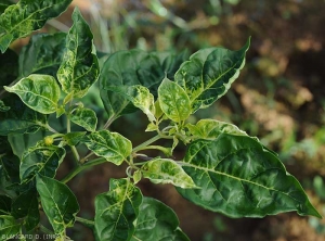 Jeunes feuilles de  piment cloquées et montrant un jaunissement nervaire s'étant au tissus internervaires du limbe.  (phytotoxicité)