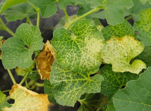 Jaunissements nervaires plus ou moins évolués sur feuilles de melon.  (<b>phytotoxicité</b>)