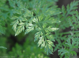 Après avoir jauni, cette feuille de carotte est décolorée, les tissus ont blanchi.  (<b>phytotoxicité</b>)