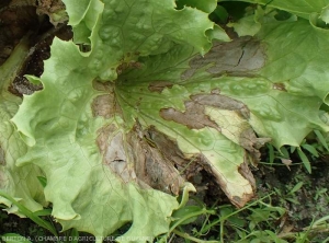 Sur cette feuille les nombreuses larges lésions couvrent pratiquement tout le limbe. Les tissus altérés sont nécrosés, sauf en périphérie où ils sont encore humides et sombres.  <i><b>Rhizoctonia solani</i></b>  (Rhizoctone foliaire - web-blight)