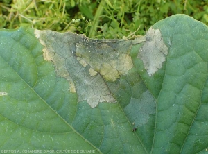 Détail d'une lésion sur feuille de concombre. Les tissus altérés ont une teinte grisâtre, le discret mycélium de  <i>Rhizoctinia solani</i> est visible par endroits.  (Rhizoctone foliaire - web-blight)