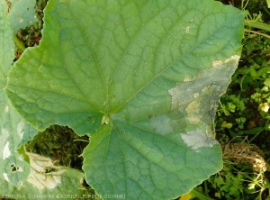 Large lésion livide et se nécrosant rapidement sur feuille de concombre. (<i>Rhizoctonia solani</i>)  (Rhizoctone foliaire - web-blight)