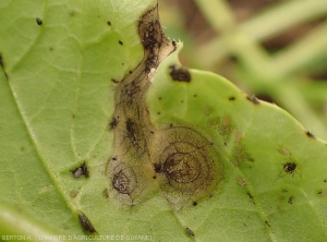 Taches  d'alternariose observée à la face inférieure d'une feuille de navet. (<b><i>Alternaria brassicicola</i></b>)