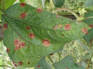 Taches foliaires évoluées sur feuilles de haricot. Notez les motifs concentriques bien marqués. <i>Corynespora cassiicola</i> (corynesporiose)