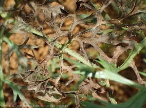 Du mycélium et de de nombreux microsclérotes se sont formés sur ces feuilles de carotte pourries..  <i>Rhizoctonia solani</i>  (Rhizoctone foliaire - web-blight)