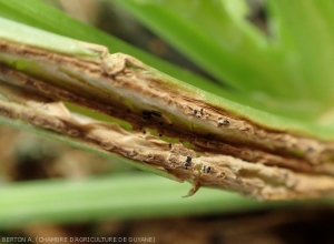 Lésion chancreuse et nécrotique sur pétiole de céleri. <i><b>Myrothecium</i> sp.</b>