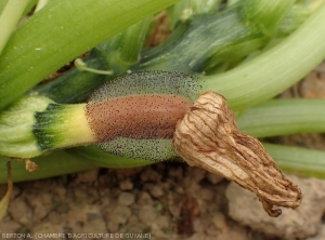 Après s'être installé les pétales, <i><b>Choanephora cucurbitarum</b></i> génère une pourriture marron à l'extrémité de ce jeune fruit de courgette et y sporule abondamment. (pourriture à Choanephora, cucurbit flower blight)