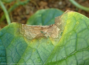 Lésion circulaire humide en périphérie, brune à nécrotique en son centre se développant en bordure du limbe d'une feuille de concombre. <b><i>Didymella bryoniae</i></b> (chancres gommeux sur tige)