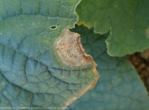 Des périthèces et des pycnides noires parsèment cette lésion nécrotique initiée à la périphérie du limbe d'une feuille de concombre. Ce sont les fructification de <b><i>Didymella bryoniae</i></b>.