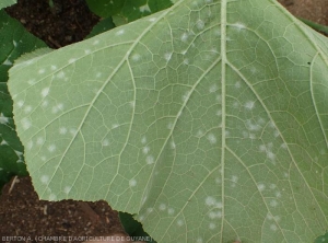 Installation de l'oïdium sur la face inférieure d'une feuille de giraumon. Plusieurs colonies isolées se développent. <i><b>Podosphaera xanthii</b></i> ou <i><b>Golovinomyces cichoracearum</b></i>.