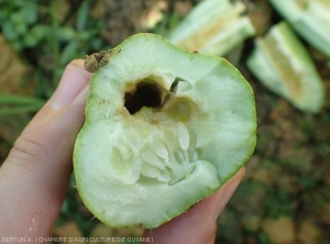 Une cavité à été creusé par une larve de <i><b>Diaphania nitidatis</i></b> à l'intérieur d'un fruit de concombre. notez l'oxydation des tissus qui ont pris une teinte brune. (pyrale du concombre)