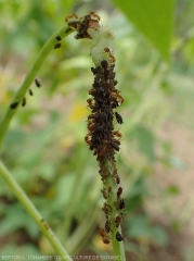 Jeune gousse de haricot parasité par le puceron de l'arachide (<i><b>Aphis craccivora</b></i>).