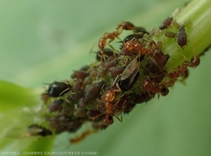 Colonie de puceron de l'arachide (<i><b>Aphis craccivora</i></b>) parasitant le haricot.