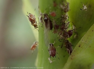 Colonie de puceron de l'arachide (<i><b>Aphis craccivora</i></b>) parasitant le haricot.