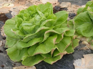 Necrose-marginale-salades1