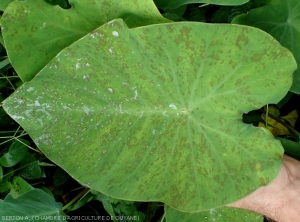 Symptômes de Cladosporiose sur taro avec des tâches présentant une couleur vert olive.