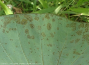 Cladosporiose sur taro, vue rapprochée des symptômes visibles sur la face inférieure de la feuille.