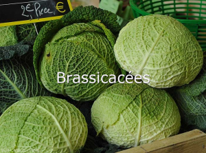 Brassicacees
