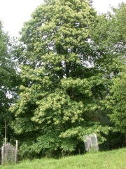 Châtaignier (Castanea sativa)