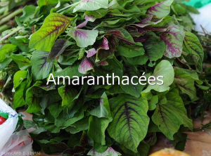 Amaranthacees