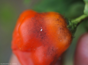 Fumagine sur fruit de piment. Notez la présence d'une aleurode.