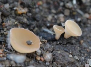 Détail d'apothécies de  (<i>Sclerotinia sclerotiorum</i>) émergeant du sol, petites "trompettes" matérialisant sa reproduction sexuée. (sclérotiniose)
