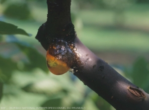 Bactériose à Pseudomonas <i>Pseudomonas sp.<i>