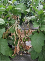 Un chancre étendu sur tige est à l'origine du flétrissement et au dessèchement généralisé de ce pied d'aubergine. (<i>Sclerotinia sclerotiorum</i>)