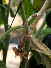 Après avoir coloniser une inflorescence d'aubergine, <i>Sclerotinia sclerotiorum</i> a gagné la tige qu'il a envahi sur plusieurs centimètres. Notez le dense mycélium blanc et quelques gros sclérotes noirs par endroits.
