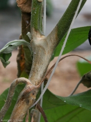 Détaille d'une lésion sur tige d'un pied d'aubergine.  Celle-ci présente une teinte beige à brun clair montre quelques motifs concentriques en périphérie. (<i>Sclerotinia sclerotiorum</i>)