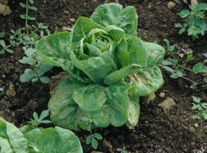 Les feuilles basses de cette sucrine, salade particulièrement sensible, sont parsemées de taches angulaires, brunes et nécrotiques. <b><i>Septoria lactucae</i></b> (septoriose)