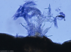 Un bouquet de spores est libéré au niveau de l'ostiole d'une pycnide de <b><i>Septoria lactucae</i></b> en partie immergée dans les tissus foliaires (100 à 200 µm de diamètre). (septoriose) 
