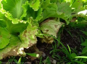 Les feuilles basses de cette salade montrent plusieurs lésions plutôt angulaires, brunes et nécrotiques. Le limbe est aussi chlorotique. <b><i>Septoria lactucae</i></b> (septoriose)