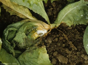 Attaque au collet de <i><b>Sclerotinia sclerotiorum</i></b> sur jeune plant de salade après plantation.