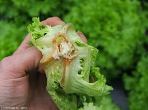 Collet de salade entièrement pourri par <i>Sclerotinia sclerotiorum</i>. Les tissus altérés humides révèlent une teinte orangée.