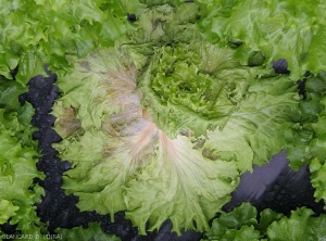 Les feuilles externes de cette salade flétrissent suite à l'envahissement des pétioles et des nervures principales par <i>Sclerotinia sclerotiorum</i>.