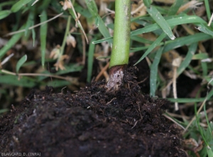 Détail d'un chancre brun et plus clair en son centre, plutôt sec et bien délimité, ceinturant la partie basse de la tige  d'un pied de piment. <i><b<Rhizoctonia solani</i></b> 