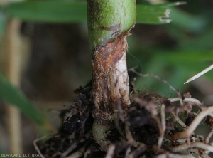 Les tissus du cortex de la lésion chancreuse située au collet de ce pied de piment  sont brun sombre et se sont en partie décomposés.  Les tissus vasculaires sont maintenant visibles. <i><b>Rhizoctonia solani</i></b> 