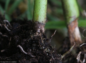 Un chancre brun et bien délimité, ceinture la base de ces pieds de piment. <i><b>Rhizoctonia solani</i></b> 