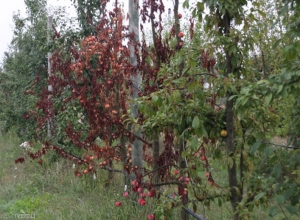 Enroulement Chlorotique de l'Abricotier