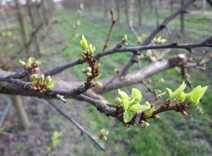 Enroulement Chlorotique de l'Abricotier