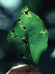 Bacteriose