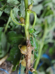 Des tubercules aériens se forment à l'aisselle de feuilles des plantes de pomme de terre atteintes par <i>Rhizoctonia solani</i>.