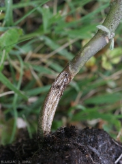 Eclatement de la tige d'un plant d'aubergine sur sa partie basse proche du sol. <i><b>Rhizoctonia solani</b></i> 