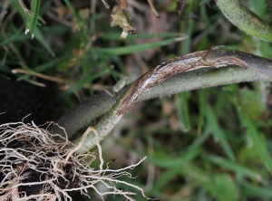 Lésion chancreuse sèche et étendue ceinturant la partie basse de la tige d'un plant d'aubergine.
 <i>Rhizoctonia solani</i> 