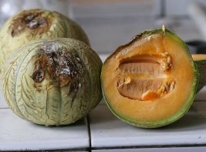 Rhizoctonia-Melon2