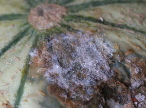 Cette lésion sur fruit de melon est partiellement couverte par du mycélium de <i>Rhizoctonia solani</i>.