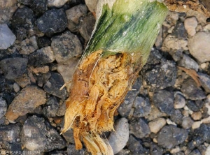 Le système racinaire de ce pied  de courgette a entièrement pourri et disparu. Les tissus corticaux et contigus ditués au niveau du collet sont sombres à brun rougeâtres. <i><b>Rhizoctonia solani</i></b>