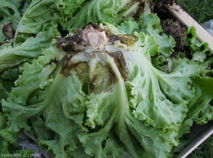 De nombreuses feuilles basales de cette salade montrent des lésions humides et brunes situées de chaque coté de la nervure principale ; sur certaines d'entre-elles, la nervure principale commence à pourrir. (<i>Rhizoctonia solani</i>)